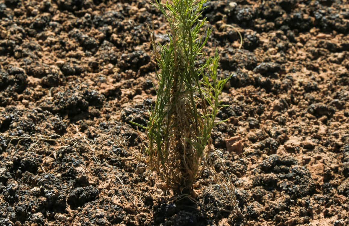 Utah’s cryptobiotic soils — composed of algae, cyanobacteria and microfungi — help protect its desert landscape from erosion.