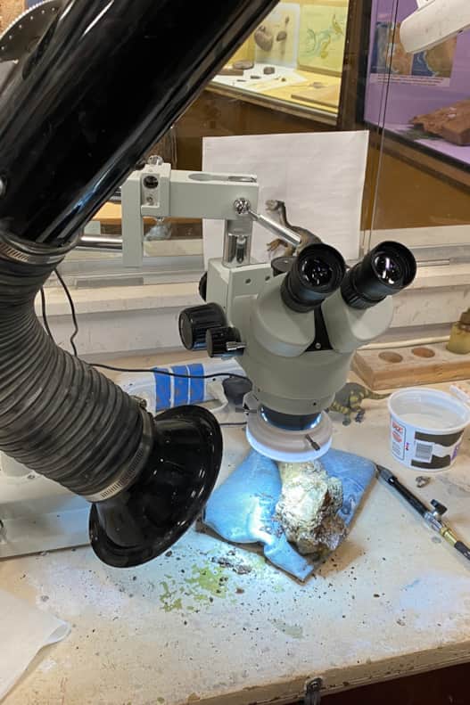 Lively uses a tool called an Air Scribe to remove rock from a ceratopsian horn’s base.